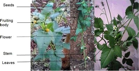 health benefits of blackjack|The Nutritional and Health Potential of Blackjack (Bidens pilosa .